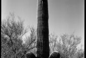 Mr. Saguaro, Saguaro National Parc West/Arizona/New Mexico/USA