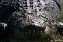 Alligator, Südafrika