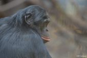 Bonobo