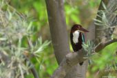 Kingfisher, Amber/Rajasthan/Indien