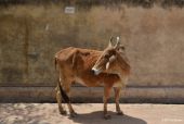 Heilige Kuh, Amber/Rajasthan/Indien