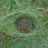 Grass-eye, Odenwald