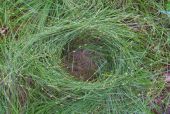 Grass-eye, Odenwald