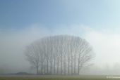 A flock of trees, Ueberau/Südhessen