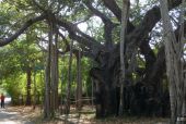 Vata Vriksha - heiliger Baum, Theosophical Society/Chennai/Indien