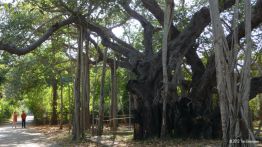 Vata Vriksha - heiliger Baum, Theosophical Society/Chennai/Indien