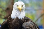 Weißkopf-Seeadler, Tofino/Vancouver Island/Canada