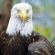 Weißkopf-Seeadler, Tofino/Vancouver Island/Canada