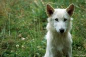 Wolfswelpe, British Columbia/Kanada